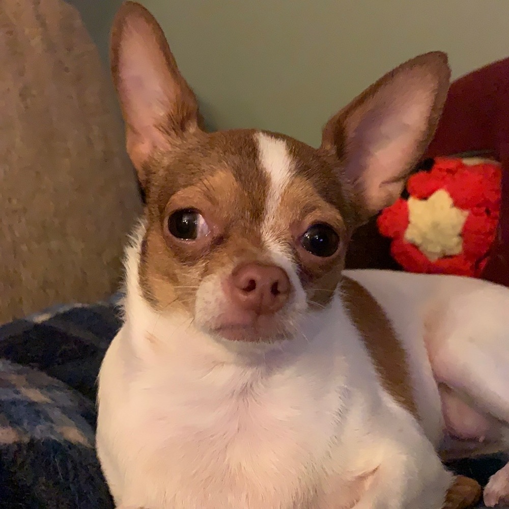 Meet your Posher, Guvie